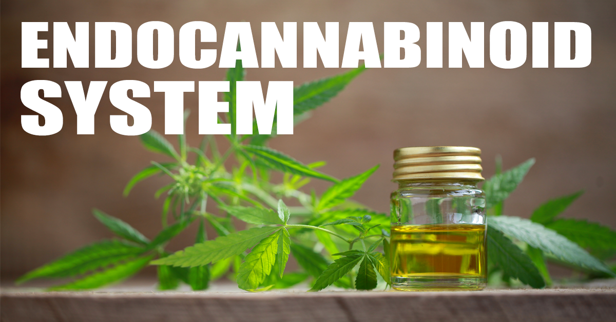 The Endocannabinoid System: How It Works Axis Labs CBD